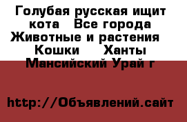 Голубая русская ищит кота - Все города Животные и растения » Кошки   . Ханты-Мансийский,Урай г.